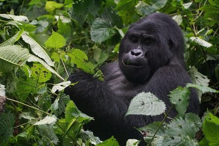 2 Days Gorilla Trekking Uganda