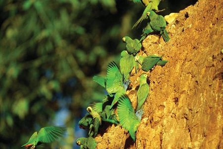 5 Day - Refugio Amazonas Classic Program - Group Service