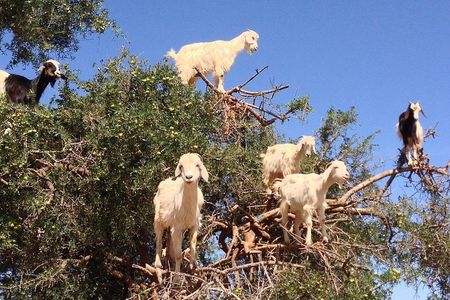Private Day trip from Marrakesh to Essaouira beach and the fortified Medina