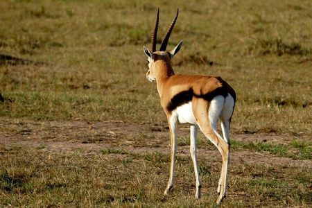 3 days Maasai Mara wildebeest migration safari