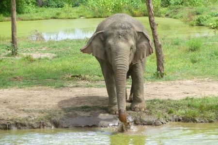 2 day 1 night Elephant World Kanchanaburi from Bangkok