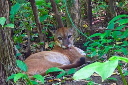 Sirena,Corcovado - 2 Nights from Puerto Jimenez