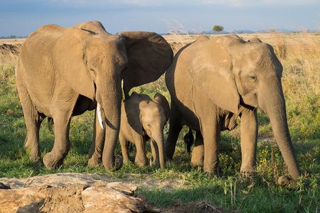 3 Days Mikumi & Udzungwa National Park + masai culture