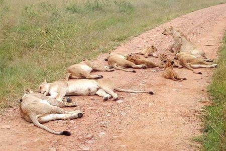Amboseli National Park Day Tour from Nairobi