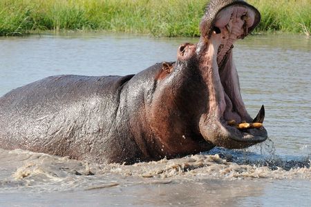 3 Days Isimangaliso Wetland & Hluhluwe Imfolozi Tour From Durban