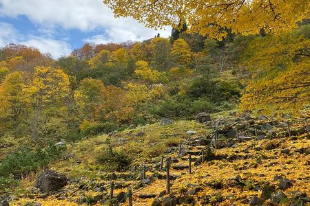 Niigata Private Customizable Half Day Tour