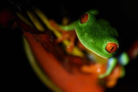 Amazing Red-Eyed Frog Night Walk La Fortuna