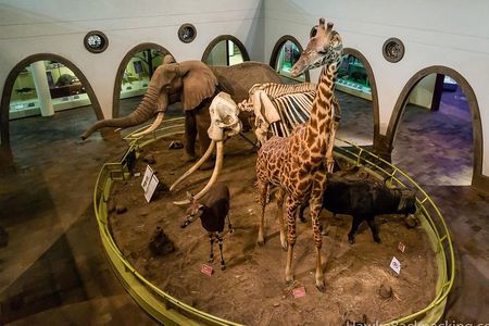 Half-Day Guided Tour to Nairobi National Museum and Snake Park