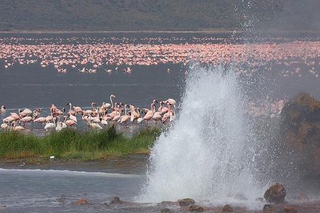 2-Day Flamingo Tour to Lakes Bogoria and Nakuru from Nairobi