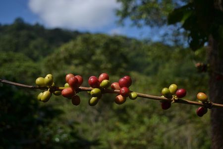 Private La Victoria Coffee Tour – Waterfalls & Sierra Nevada