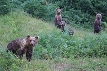Observing and Discovering Bears in Their Natural Habitat