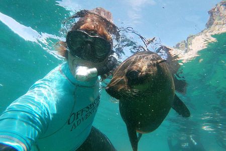 Swim with Seals