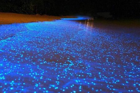 Night Snorkel Experience in Cancun