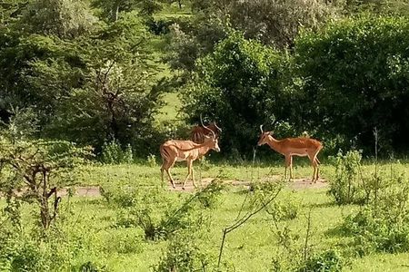 5-Day Crescent Island, Hell’S Gate, Naivasha, Amboseli National Park