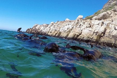 1.5-Hour Seal Viewing Boat Tour in Plettenberg Bay