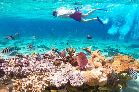 Pearl Island Bahamas Snorkeling Experience and Lunch