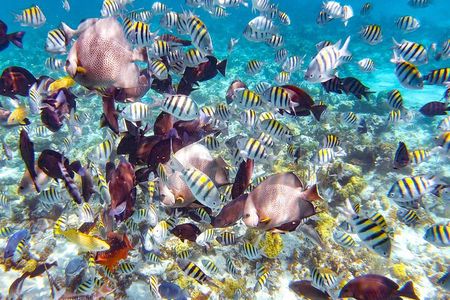 Pearl Island Bahamas Snorkeling Experience and Lunch