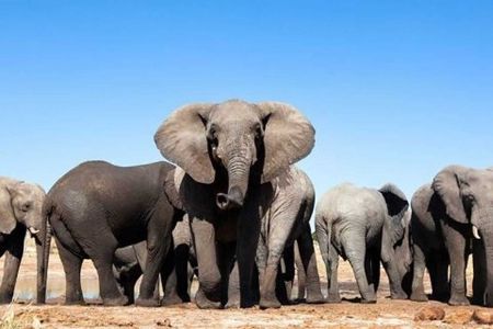 ADDO to CAPE TOWN: Addo - Garden Route - Route 62 - Winelands (6 Days)