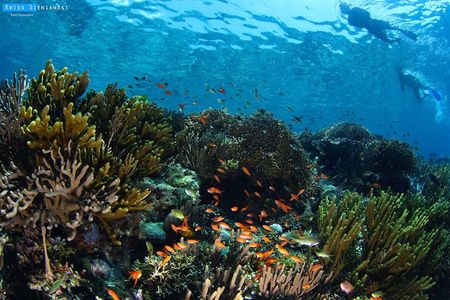 Snorkeling in Menjangan Marine Park - Discover abundant marine life of Pemuteran