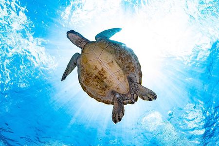 Open Water Course in Pemuteran - Get Certified in Bali