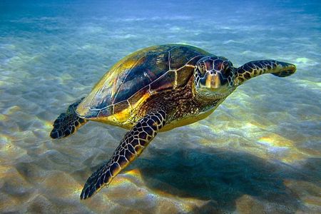 Abu Dabbab over day - Snorkeling in Turtles House - Hurghada 