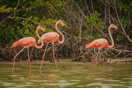 Ek Balam, Rio Lagartos Private Tour