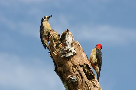 Birdwatching by the Lake Arenal