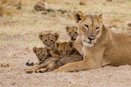 The Ultimate Safari in Tanzania