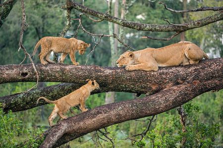 3-Days Lake Manyara, Ngorogoro Crater, Tarangire National Park