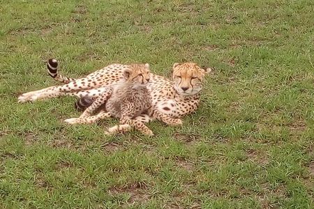 Amboseli National park Day trip:Mt kilimanjaro Views 