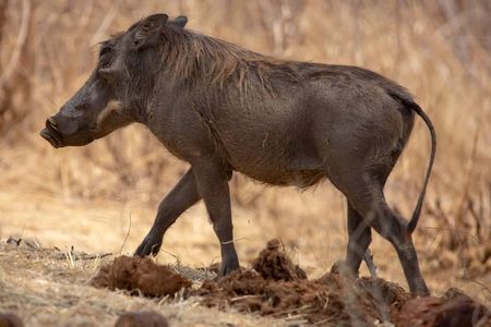 1 Day safari to Nyerere Nationals parks from Zanzibar