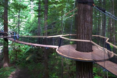 Tauranga to Rotorua Geysers & Canopy Tree Walk. Private Tour. 