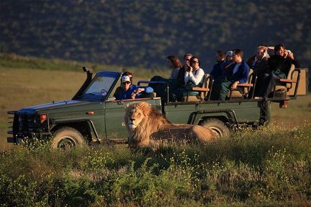 Luxury 2-Day In & Out Garden Route Safari Tour