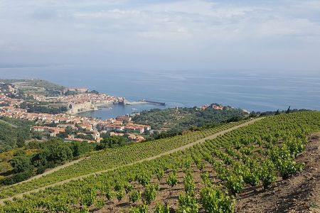 Walks in the heart of the secret vineyards around Collioure, tastings
