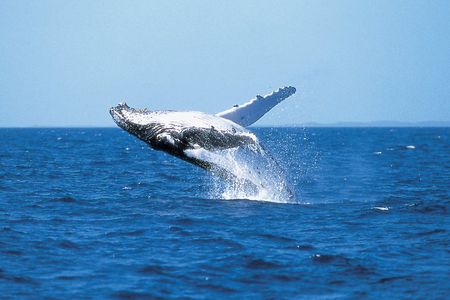 Phillip Island Whale Watching Tour