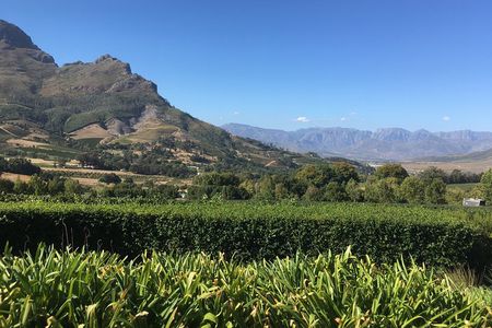 Full day South African Wine Tour (Stellenbosh, Franschhoek and Paarl)
