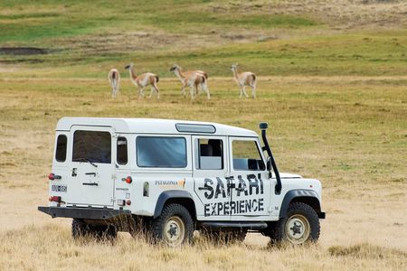 Safari Experience - Wildlife & Steppe