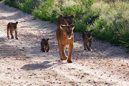 2 Days Tsavo East and Ngutuni Sanctuary.