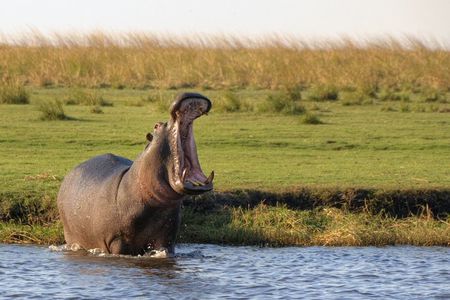 Game Drive in the Mosi-oa-Tunya National Park from Livingstone