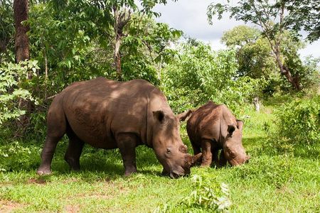 Rhino Walking Safari at Mosi-oa-Tunya National Park