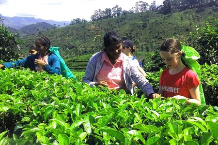 Tea Adventure- Haputale, Tea Plantation Tour with Lunch