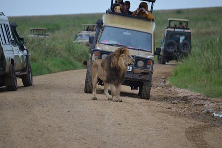 5 Day Private Lodge & Camping Tour of Tarangire, Serengeti & Ngorongoro Crater 