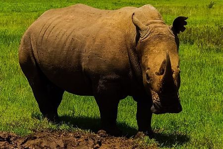 2-Day Ol Pejeta Conservancy Guided Safari Tour from Nairobi