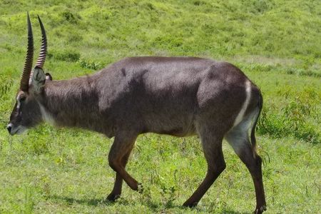 2 Day Safari Tarangire and Ngorongoro Crater
