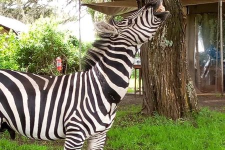 2 Day Safari Tarangire and Ngorongoro Crater