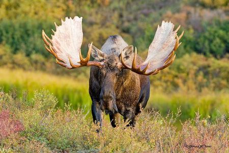 Rovaniemi: Moose Safari with Experienced Local Guide