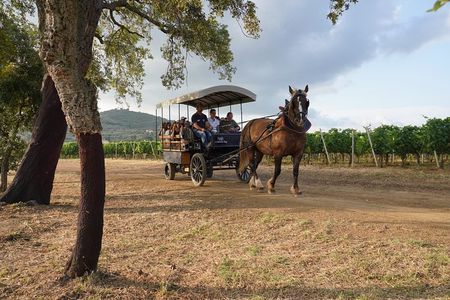 In a carriage among the vineyards, visit of the cellar, tasting of organic wines.
