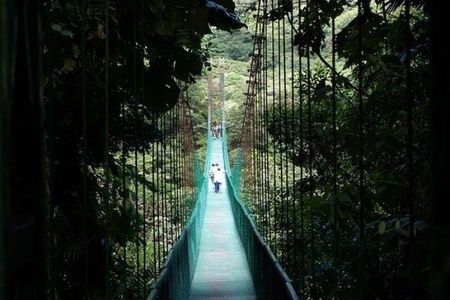 Monteverde Cloud Forest Hanging Bridges Tour from San Jose
