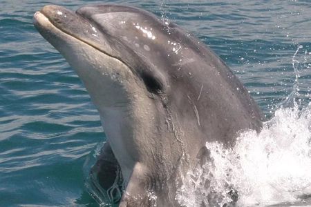Motuara Wildlife Sanctuary Tour and Dolphin Cruise from Picton