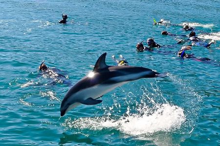 Swim with Wild Dolphins from Picton – Small-Group Eco Tour